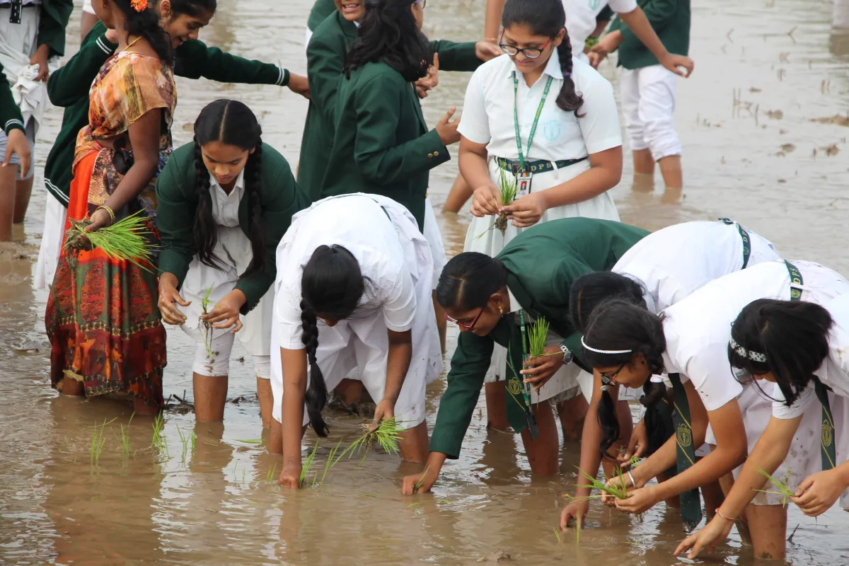 DPS, Warangal students planting rice crops with the local farmers in rice field